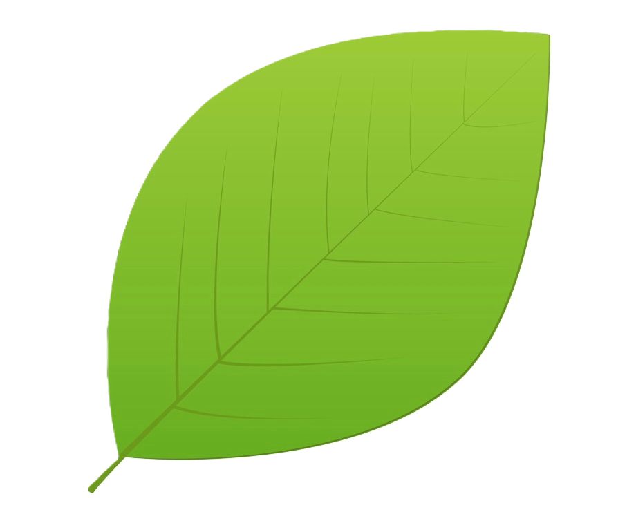 Leaf Image